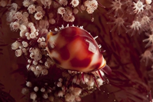 Indonesia Sea Life Prints: Tiny cowrie shell on dendronephtya soft coral, Indonesia