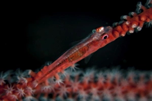 Tropical Ocean Wildlife Images Prints: A tiny ghost goby lays on a gorgonian