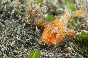 Tiny orange frogfish and skeleton shrimp, North Sulawesi, Indonesia Tiny orange frogfish and skeleton shrimp, North Sulawesi, Indonesia