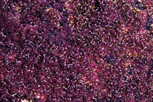 Animal Themes In Nature Prints: Tiny Sergeant Major Eggs, Bonaire, Caribbean Netherlands