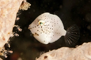 Tiny white filefish with small black spots, North Sulawesi Tiny white filefish with small black spots, North Sulawesi