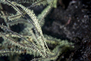 A Tozeuma shrimp blends into its reef surroundings A Tozeuma shrimp blends into its reef surroundings