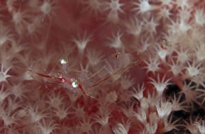Translucent red shrimp on pink soft coral, North Sulawesi Translucent red shrimp on pink soft coral, North Sulawesi