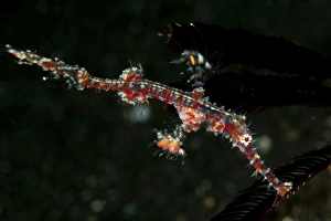 Transparent white and red harlequin ghost pipefish Transparent white and red harlequin ghost pipefish