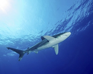 Bahamas Marine Life Prints: Underside of an oceanic whitetip shark