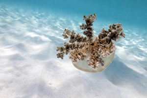 Upside down jellyfish over sand in Caribbean Sea Upside down jellyfish over sand in Caribbean Sea