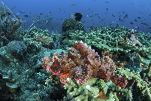 A venomous scorpionfish on a coral reef in Komodo National Park, Indonesia A venomous scorpionfish on a coral reef in Komodo National Park, Indonesia