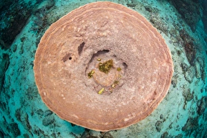 Top view of a pnk barrel sponge against the cyan reef bottom, Indonesia Top view of a pnk barrel sponge against the cyan reef bottom, Indonesia