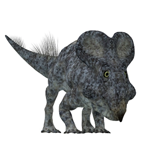 Ceratopsid Dinosaurs Prints: Front view of a Protoceratops dinosaur