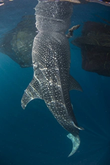Whale Shark Indonesia Prints: Whale shark with head reflected on surface