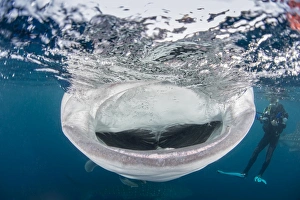 Whale shark with mouth wide open while diver looks Whale shark with mouth wide open while diver looks