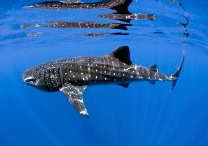 Whale Shark off coast of Isla Mujeres, Mexico Whale Shark off coast of Isla Mujeres, Mexico