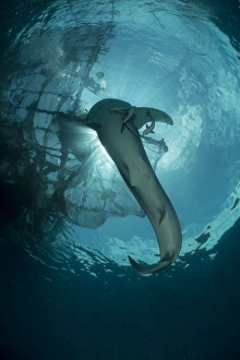 Whale shark swimming up to the surface, Cenderawasih Bay, Indonesia Whale shark swimming up to the surface, Cenderawasih Bay, Indonesia