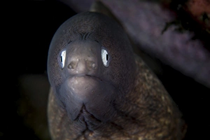 A white-eyed moray eel searches for prey on a reef A white-eyed moray eel searches for prey on a reef