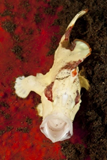White and red clown frogfish yawning, Bali, Indonesia White and red clown frogfish yawning, Bali, Indonesia