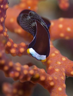 White speckled chelidonura nudibranch on red branching coral White speckled chelidonura nudibranch on red branching coral