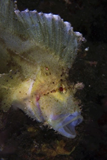 White and yellow leaf scorpionfish, North Sulawesi White and yellow leaf scorpionfish, North Sulawesi