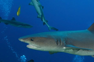 Whitetip reef shark, Papua New Guinea Whitetip reef shark, Papua New Guinea