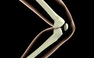 Femur Tibia Fibula Bones Prints: X-ray image of knee