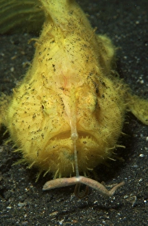 Yellow frogfish hunting, North Sulawesi, Indonesia Yellow frogfish hunting, North Sulawesi, Indonesia