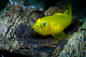 Close Up Fish Photography Prints: Yellow Ghostgoby on eggs
