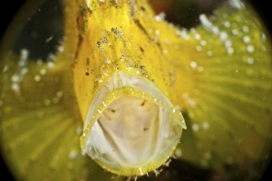 Yellow leaf scorpionfish with mouth wide open, North Sulawesi Yellow leaf scorpionfish with mouth wide open, North Sulawesi