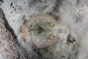 A yellow stingray lays on the sandy seafloor of Turneffe Atoll in Belize A yellow stingray lays on the sandy seafloor of Turneffe Atoll in Belize
