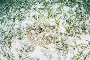 A yellow stingray on the sandy seafloor of Turneffe Atoll A yellow stingray on the sandy seafloor of Turneffe Atoll