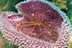 A yellowline arrow crab in a blue vase sponge in Caribbean waters A yellowline arrow crab in a blue vase sponge in Caribbean waters