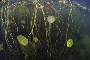 Young lily pads grow to the surface along the edge of a freshwater lake Young lily pads grow to the surface along the edge of a freshwater lake