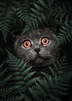 Cartoon Collection: British Shorthair Cat
