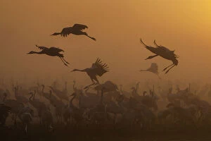 Images Dated 21st February 2016: Cranes at golden sunrise