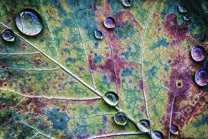 Drops Collection: Fall Leaf
