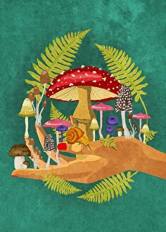 Mushroom Collection: My Mushroom Cosmos