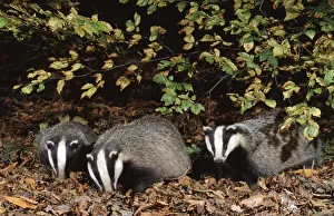 Three 10 month old Badgers {Meles meles} browsing in leaf litter at night, Derbyshire, UK Three 10 month old Badgers {Meles meles} browsing in leaf litter at night, Derbyshire, UK