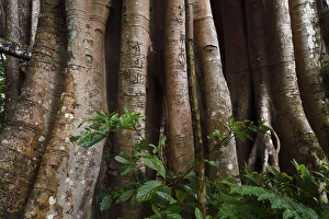 1000 year old grove of Banyan fig trees (Ficus benghalensis) Tongbiguan Nature Reserve 1000 year old grove of Banyan fig trees (Ficus benghalensis) Tongbiguan Nature Reserve