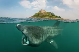 Prints of A split level digital composite showing a Basking shark (Ceterhinus maximus) feeding on plankton around St Michaels Mount, Cornwall, UK. June Muridae Prints: Basking Shark Feeding Print