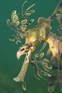 Prints of A portrait of a Leafy Seadragon (Phycodurus eques). Wool Bay Jetty, Edithburgh, Yorke Peninsular, South Australia, November Sea Dragon Prints: Leafy Seadragon Print - Wool Bay Jetty, South Australia