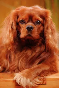 Prints of Cavalier King Charles Spaniel, male with ruby coat Mammal Prints: Ruby-coated Cavalier King Charles Spaniel Print