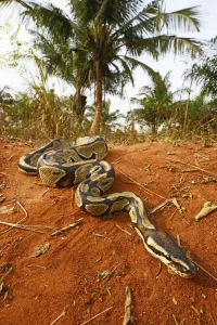 Prints of Royal python (Python regius). Togo. Controlled conditions Royal Python Prints: Royal python print, a photograph of a Royal python in controlled conditions