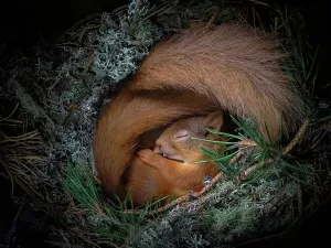 Prints of Red squirrel (Sciurus vulgaris), two curled up asleep in drey inside nest box. Nest of lichen and Pine needles. Highlands, Scotland, UK. Medium repro only Mammal Prints: Red Squirrel Print - Medium Reproduction