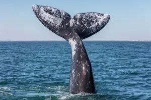 Prints of Grey whale (Eschrichtius robustus) tail, San Ignacio Lagoon, El Vizcaino Biosphere Reserve, Baja California, Mexico, March Muridae Prints: Grey whale tail print, San Ignacio Lagoon