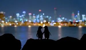 Little Blue Penguin Print: Silhouetted Pair at Night