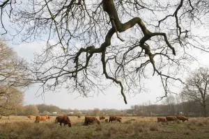 Highland Cow Prints: Highland cattle herd Print, Foxlease and Ancells Meadows SSSI
