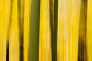 Abstract details of autumnal colour and trees Abstract details of autumnal colour and trees