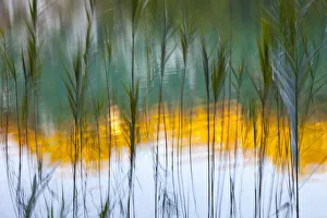 Abstract of reeds in front of lake with reflections, Plitvice Lakes National Park Abstract of reeds in front of lake with reflections, Plitvice Lakes National Park
