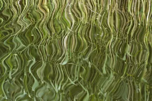 Abstract reflection of reeds in rippled water, Westhay Moor SWT reserve, Somerset Levels Abstract reflection of reeds in rippled water, Westhay Moor SWT reserve, Somerset Levels