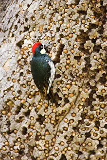 Acorn Woodpecker (Melanerpes formicivorus), male at granary tree showing many acorns Acorn Woodpecker (Melanerpes formicivorus), male at granary tree showing many acorns