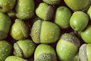 Acorns of English oak tree {Quercus robur} UK Acorns of English oak tree {Quercus robur} UK