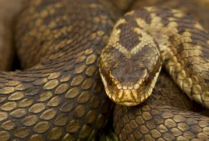 Adder (Vipera berus) basking in the spring, Staffordshire, England, UK, April Adder (Vipera berus) basking in the spring, Staffordshire, England, UK, April
